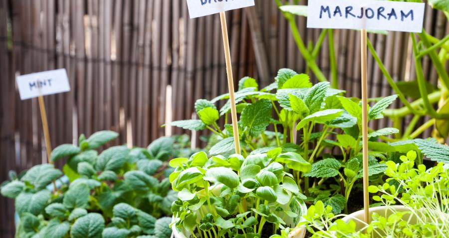 How to design a sustainable garden