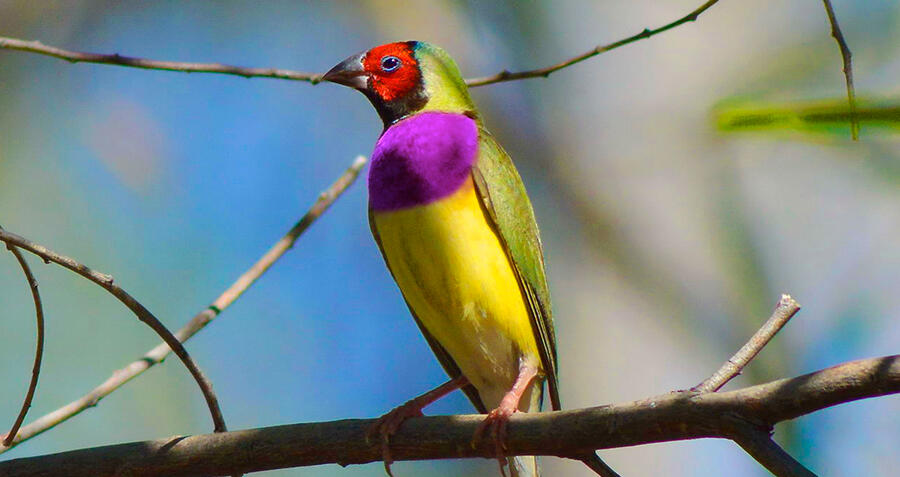 Gouldian Finch. Image credit: Australian Wildlife Conservancy.