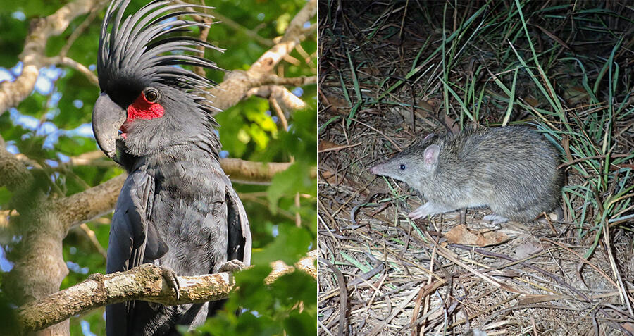 Left: Palm Cockatoo. Right: Northern Brown Bandicoot. Image credit: Australian Wildlife Conservancy.