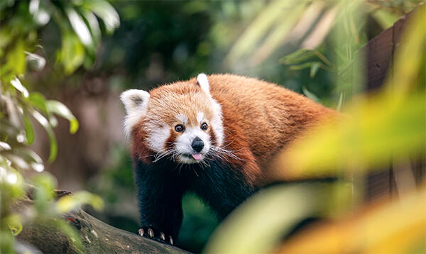Sydney_Zoo_Red_Panda_Filtered_small (1)